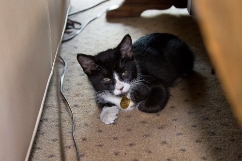 Misha_2008-07-10_IMG_0061